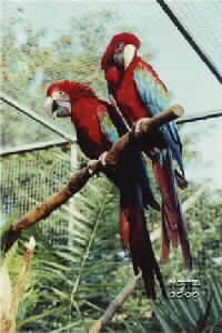 Permanente opvang